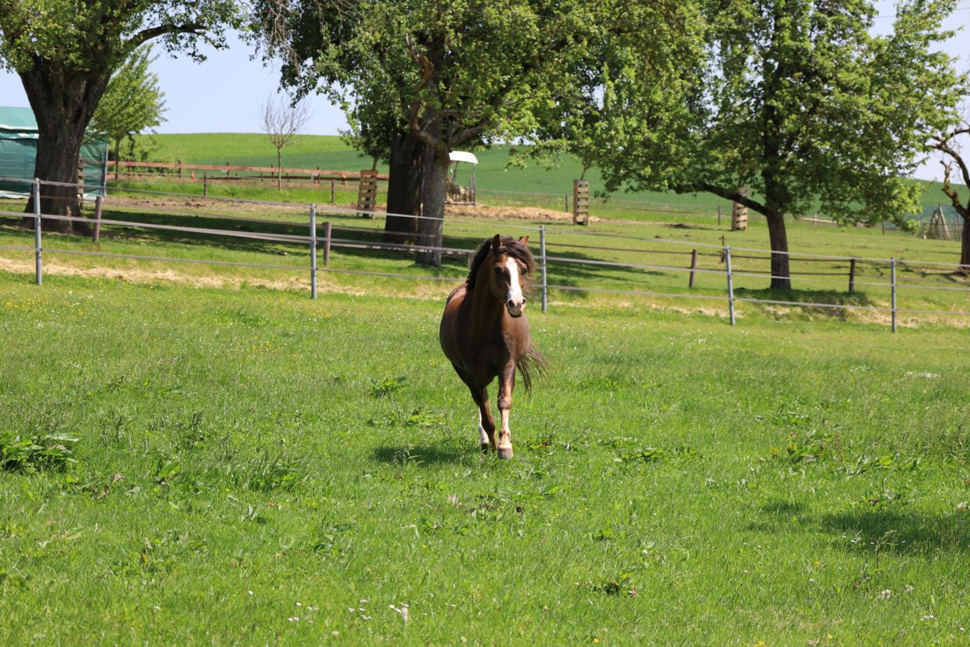 Ferienwohnung Hippenhof Hohenfels  Exteriör bild